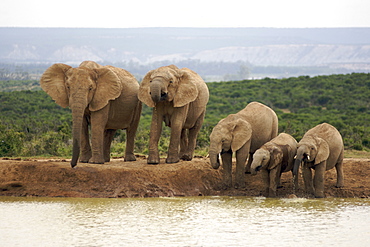 Herd of elephants (Loxodonta Africana) at a waterhole in the Addo Elephant National Park in South Africa's Eastern Cape Province.