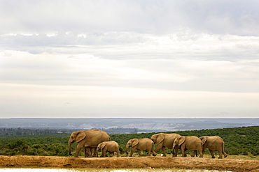 Herd of elephants (Loxodonta Africana) at a waterhole in the Addo Elephant National Park in South Africa's Eastern Cape Province.