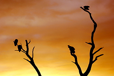 African White-backed vultures (Gyps africanus) on a tree branch in South Africa's Kruger National Park.