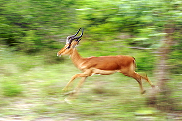 An impala (Apyceros melampus) running in South Africa's Kruger National Park.