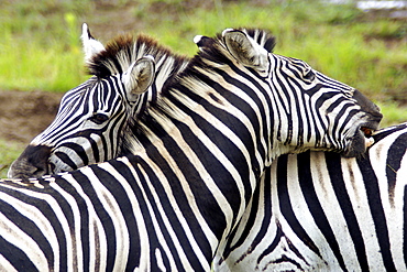 Plains zebras, also known as Burchell's zebras (Equus burchelli antiquorum) scratching each other's backs in the Hluhluwe/Umfolozi National Park in South Africa.