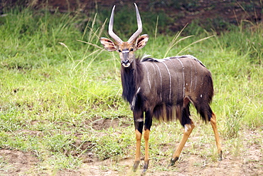 A male nyala (tragelaphus angasii) in South Africa's Hluhluwe/Umfolozi National park.