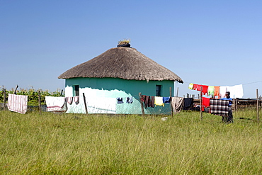 A Xhosa woman hangs out her washing to dry in the Eastern Cape Province of South Africa. This is an area along the Coffee Bay road in a region formerly known as the Transkei,