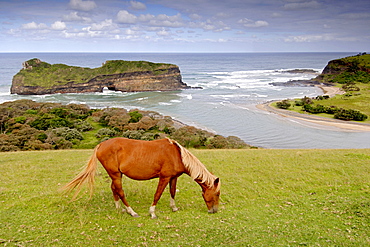 A horse grazing along the wild coast on a hill overlooking Hole in the Wall in a region of South Africa's Eastern Cape Province formerly known as the Transkei.