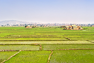 Rice paddies being cultivated on the outskirts of Antananarivo, Madagascar, Africa