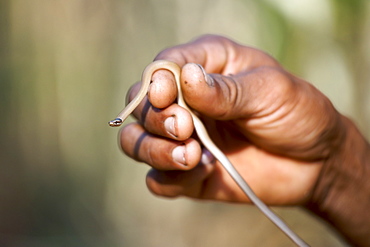 Miniature snake of the Liophidium family being held by park ranger at the Ankarafantsika National Park in northwest Madagasacar, Madagascar, Africa