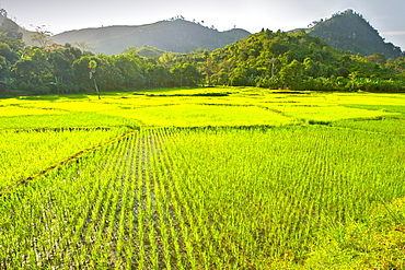 Rice paddies along the road from Sambava to Andapa and Marojejy National Park, Antsiranana province of northeast Madagascar, Madagascar, Africa