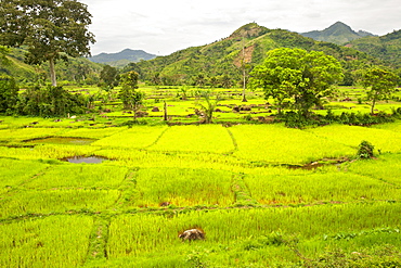 Lush landscape and verdant rice paddy plantations bordering the Marojejy National Park in northeast Madagascar, Madagascar, Africa