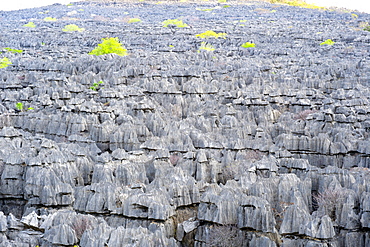 The Tsingy Rary landscape of limestone karsts in Ankarana National Park in northern Madagascar, Madagascar, Africa