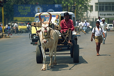 Bullock cart, Pune, Maharashtra state, India, Asia