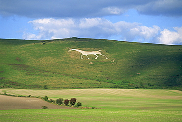 White horse dating from 1812 carved in chalk on Milk Hill, Marlborough Downs, overlooking Vale of Pewsey, Wiltshire, England, United Kingdom, Europe