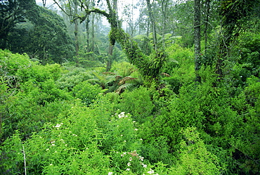 Lush forest growing on the fertile volcanic slopes of Genung Ijen Plateau in East Java, Java, Indonesia, Southeast Asia, Asia