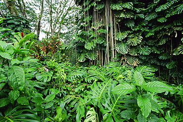 Lush vegetation at Akaka Falls, the warmth, high rainfall and fertile volcanic soils of the east coast create rich forests, Big Island, Hawaii, United States of America, Pacific, North America