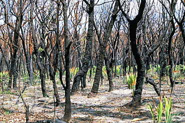 Burnt gum trees and new growth after severe bush fires in Royal National Park, south of Sydney, New South Wales, Australia, Pacific