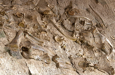 Dinosaur bones, Dinosaur National Monument, Utah, UsaDinosaur bones in the enclosed quarry at these rich Morrison Formation fossil beds that have yielded many fine Jurassic specimens since 1909