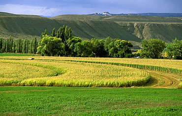 Irrigated fields at the Daniel/Chew ranch, an arable and stock family farm that relies on water from the nearby Green River, within Dinosaur National Monument, Utah, Usa