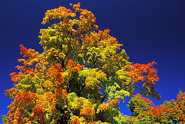 Autumn maple leaves in October, part of the beautiful New England fall display west of Boston, Massachusetts, USA