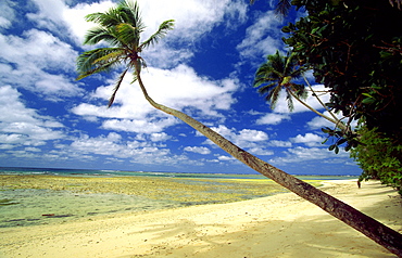 Palm-fringed beach at Lavena Villlage, start of the famous Lavena Coastal Walk in this national park on the south coast of Taveuni - the 'Garden Island, Bouma National Park, Taveuni, Fiji