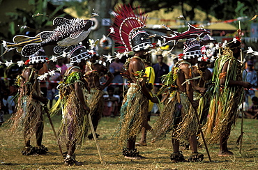 Dancers from GAUA in the Banks Islands perform at a cultural festival wearing fish headresses and rattling nuts on their ankles, Efate Island, Port Vila, Vanuatu