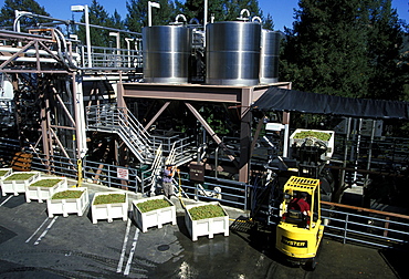 Grapes being processed at the Sterling Winery near Calistoga, perched on a rock outcrop over the Napa Valley north of San Francisco, famous for its 200 wineries, Napa Valley, Northern California, California, United States of America (USA), North America