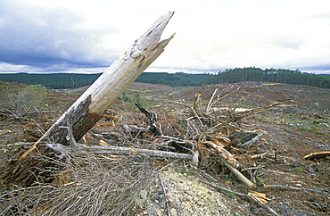 Forest stripped bare by logging north west of Cradle Mountain, deforestation is a big environmental and economic issue in this state, Murchison Highway, Tasmania, Australia, Pacific