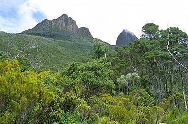 Sub-alpine vegetation below 1545m Cradle Mountain in the 'World Heritage' Cradle Mountain-Lake St. Clair National Park, Tasmania, Australia