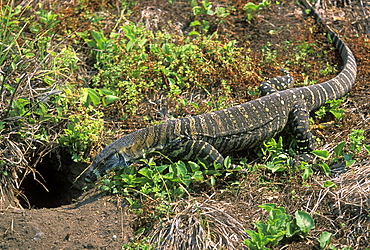 Large goanna at Pebbly Beach, well-known for its tame wildlife, Murramarang National Park, New South Wales, Australia, Pacific