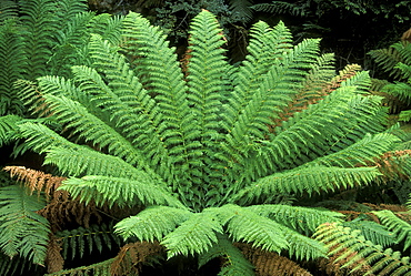 Tree fern in the Sandspit Forest Reserve, an area of relic rainforest in the Wielangta Forest, south east, Tasmania, Australia, Pacific