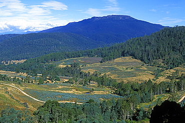 Logged slopes planted with new saplings, deforestation is a big environmental and economic issue in this state, Great Western Tiers, Tasmania, Australia, Pacific