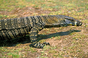 Large goanna at Pebbly Beach, well-known for its tame wildlife, Murramarang National Park, New South Wales, Australia, Pacific