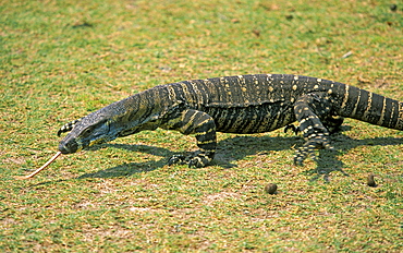 Large goanna at Pebbly Beach, well-known for its tame wildlife, Murramarang National Park, New South Wales, Australia, Pacific