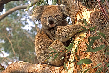 Koala in a gum tree at the Koala Conservation Centre on Phillip Island, near Melbourne, Victoria, Australia, Pacific