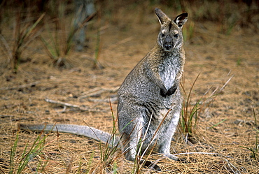 A Forester kangaroo at Stumpys Bay, a previously endangered species, now common here in Mt. William National Park, north east, Tasmania, Australia, Pacific