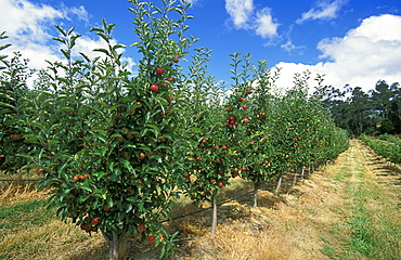 Apples growing in the Huon River orchard region  south west of Hobart, Huonville, Tasmania, Australia, Pacific