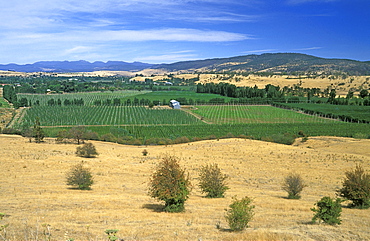 Hops growing at the hop-growing capital of the state, Bushy Park, Derwent Valley, New Norfolk, South East, Tasmania, Australia, Pacific