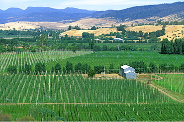 Hops growing at the hop-growing capital of the state, Bushy Park, Derwent Valley, New Norfolk, South East, Tasmania, Australia, Pacific