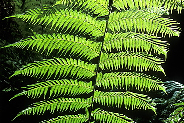 Sunlit fern, Russell Falls, Mount Field National Park, The South, Tasmania, Australia, Pacific