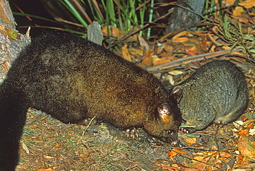 Possums, nocturnal marsupials, searching for food at night, Mount Field National Park, Hobart, Tasmania, Australia, Pacific