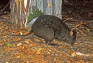 The Tasmanian Pademelon or red-bellied wallaby, a small nocturnal kangaroo-like marsupial, hunted for its fur and extinct on the mainland, Mount Field National Park, the south, Tasmania, Australia, Pacific