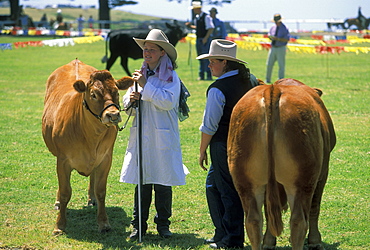 Farm girls with pedigree cattle at the annual agricultural show in Kiama, Illawara coast, New South Wales, Australia, Pacific