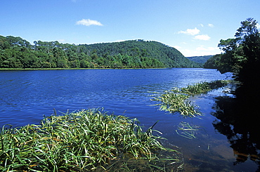 The Pieman River at the Corinna ferry crossing point, gateway to the Western Explorer route to the wild North West, Pieman River State Reserve, Tasmania, Australia, Pacific