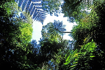 Tall species of tree fern amidst temperate rainforest at the Pieman River State Reserve, Corinna, Tasmania, Australia, Pacific