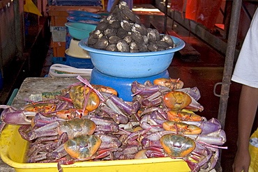 Crabs and shellfish at the market of this vibrant commercial and historic centre in the north, Puira, Peru, South America