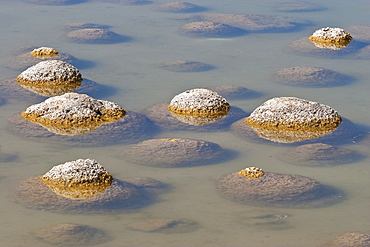 Thrombolites, a variey of microbialite or living rock that produce oxygen and deposit calcium carbonate, similar to some of the earliest fossil forms of life found on Earth, Lake Clifton, Yalgorup National Park, Mandurah, Western Australia, Australia, Pacific