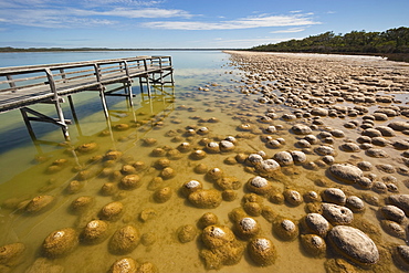 Thrombolites, a variey of microbialite or living rock that produce oxygen and deposit calcium carbonate, similar to some of the earliest fossil forms of life found on Earth, Lake Clifton, Yalgorup National Park, Mandurah, Western Australia, Australia, Pacific