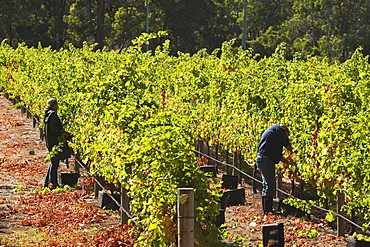 Grape pickers at a winery vineyard in the famous wine growing region of Margaret River, Augusta-Margaret Shire, The South West, Western Australia, Australia, Pacific