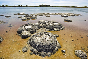 Stromatolites, one of the most ancient life forms on earth, mats of micro-organisms that become rock-like structures through accretion of calcium carbonate, in highly saline lagoons like here in Lake Thetis, Cervantes, Dandaragan Shire, Western Australia, Australia, Pacific