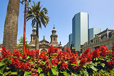 Flowers, the Metropolitan Cathedral dating from 1745 and modern glass tower block on the Plaza de Armas, Santiago, Chile, South America