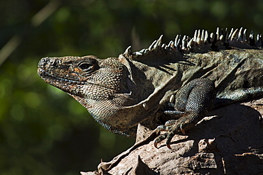 A large male Black Ctenosaur (Iguana negra) with parasitic ticks, a lizard species endemic to Central and South America, Nosara, Nicoya Peninsula, Guanacaste Province, Costa Rica, Central America