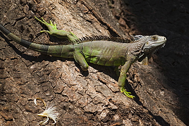 A male green iguana on a spiny pochote tree, Nosara, Nicoya Peninsula, Guanacaste Province, Costa Rica, Central America